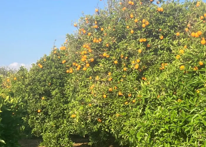 Andromeda House Polis